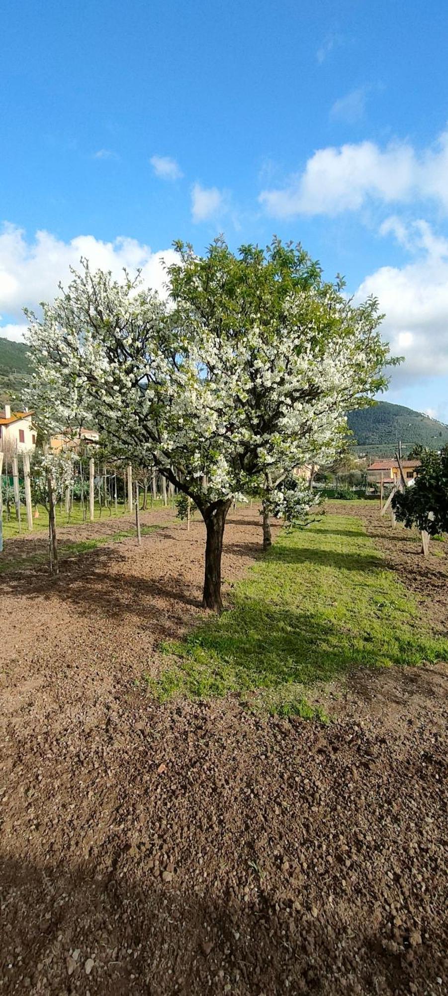La Tenuta Di Eva Pisa Exterior photo